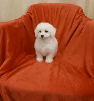 **Jack**, a male Poodle - Toy  for sale in Covington, GA – 6 of 8