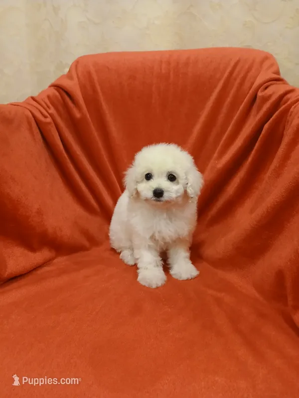 **Precious ** – Poodle - Toy  puppy for sale in Covington, GA