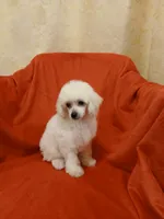 ***River***, a male Poodle - Toy  for sale in Covington, GA – 5 of 5