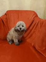 ****Puppy #3****, a male Poodle - Toy  for sale in Covington, GA – 4 of 5