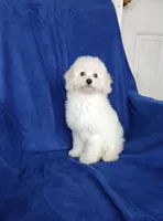**Benji**, a male Poodle - Toy  for sale in Covington, GA – 6 of 7