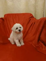 ***Puppy #1***, a male Poodle - Toy  for sale in Covington, GA – 3 of 5