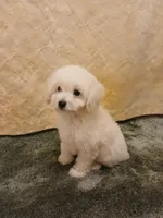 ***Gidget***, a female Poodle - Toy  for sale in Covington, GA – Photo 2 of 5