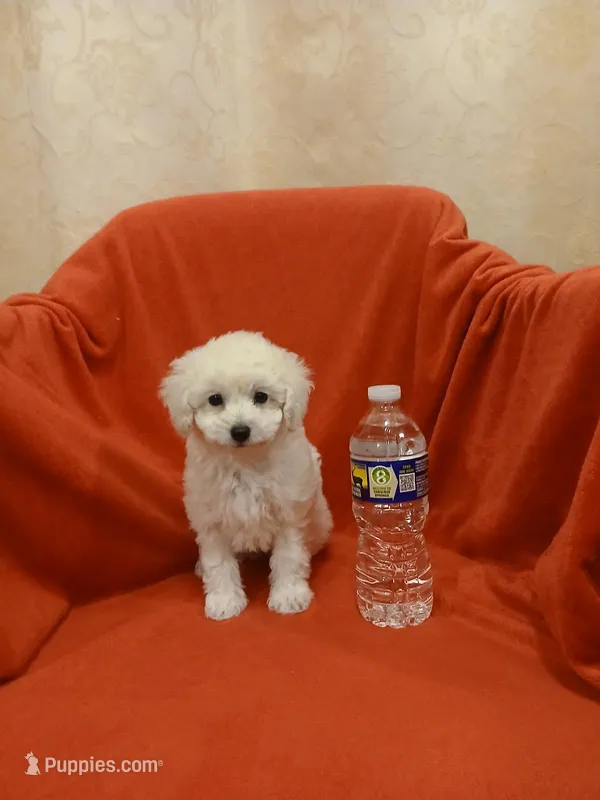 ***Gidget*** – Poodle - Toy  puppy for sale in Covington, GA