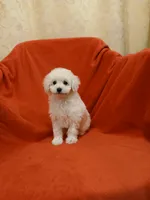 *****Precious *****, a male Poodle - Toy  for sale in Covington, GA – Photo 1 of 5