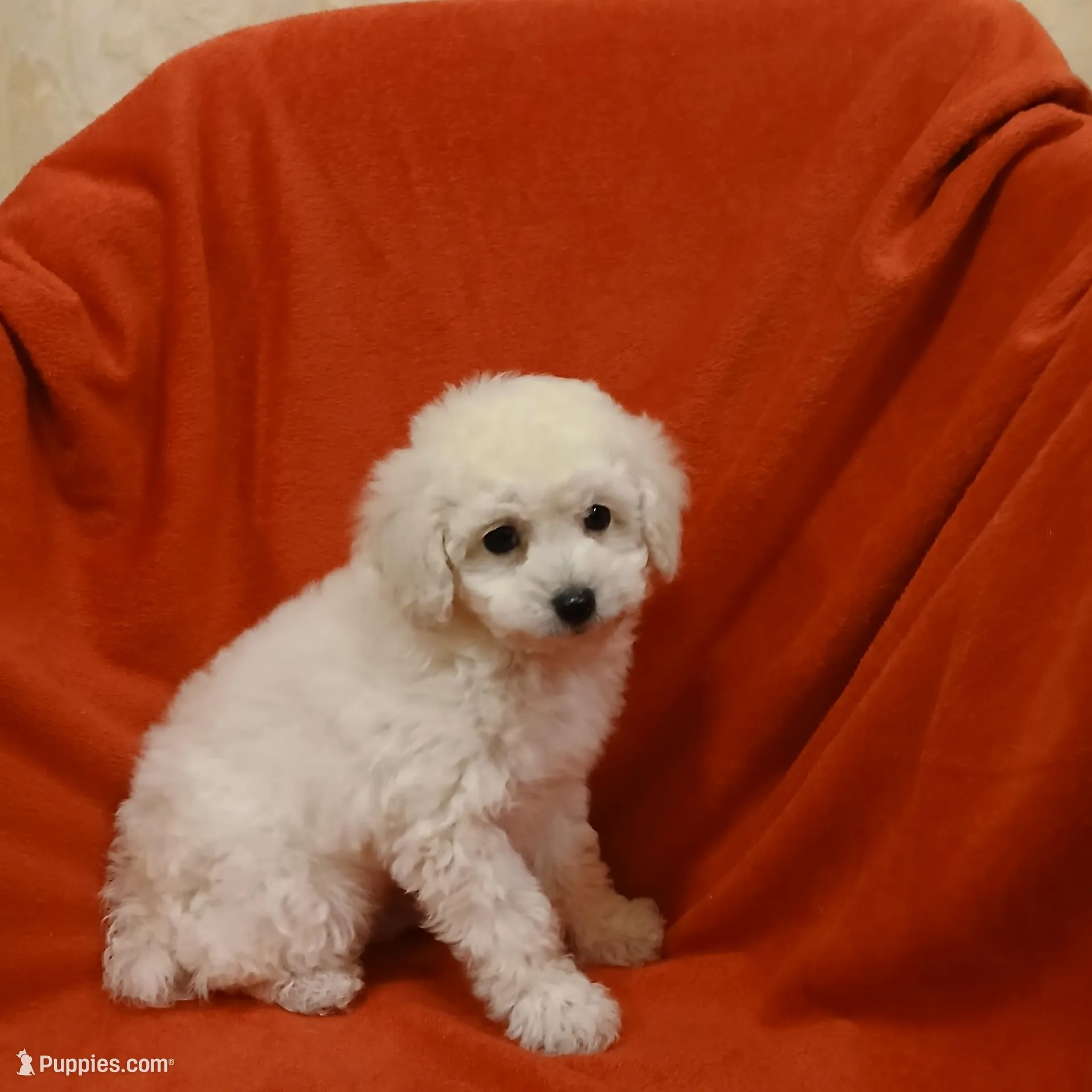 *****Precious *****, a male Poodle - Toy  for sale in Covington, GA – Photo 5 of 5