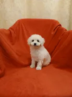 *****Precious *****, a male Poodle - Toy  for sale in Covington, GA – Photo 4 of 5