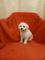 *****Precious *****, a male Poodle - Toy  for sale in Covington, GA – Photo 3 of 5