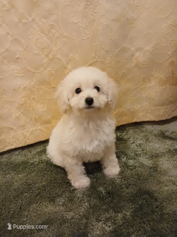 ***Gidget*** – Poodle - Toy  puppy for sale in Covington, GA