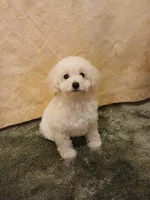 ***Gidget***, a female Poodle - Toy  for sale in Covington, GA – Photo 1 of 5