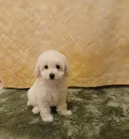 ***Gidget***, a female Poodle - Toy  for sale in Covington, GA – Photo 3 of 5