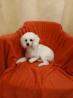 ***Teddy***, a male Poodle - Toy  for sale in Covington, GA – Photo 2 of 3