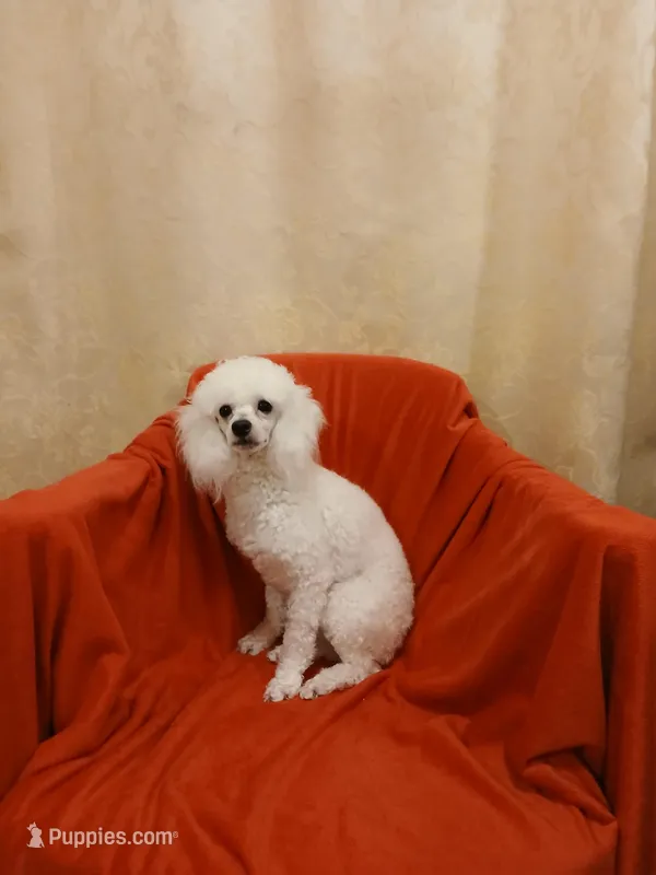 ***Teddy*** – Poodle - Toy  puppy for sale in Covington, GA