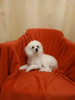 ***Teddy***, a male Poodle - Toy  for sale in Covington, GA – Photo 3 of 3