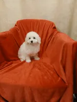 **Snowball**, a male Poodle - Toy  for sale in Covington, GA – 5 of 7