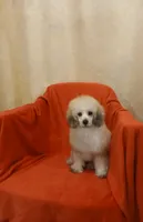 ****Roscoe****, a male Poodle - Toy  for sale in Covington, GA – 2 of 5