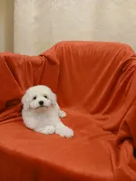 **Tucker**, a male Poodle - Toy  for sale in Covington, GA – 5 of 5