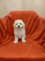 **Tucker**, a male Poodle - Toy  for sale in Covington, GA – 3 of 5