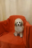 ****Roscoe****, a male Poodle - Toy  for sale in Covington, GA – 3 of 5
