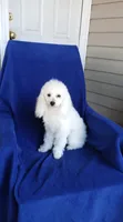 **Snowball **, a male Poodle - Toy  for sale in Covington, GA – 3 of 4