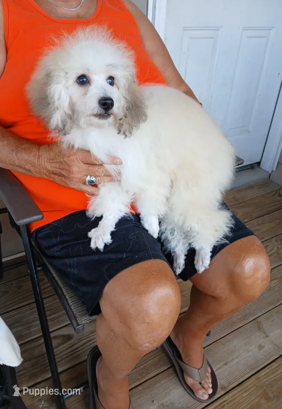 **Romeo** – Poodle - Toy  puppy for sale in Covington, GA