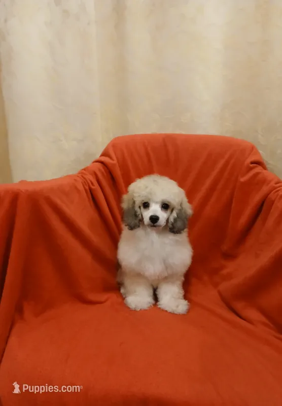 ****Cooper**** – Poodle - Toy  puppy for sale in Covington, GA