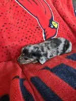 Diesel, a male Miniature Dachshund for sale in Arthur, IL – Photo 3 of 3