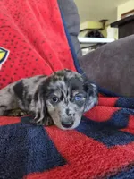 Diesel, a male Miniature Dachshund for sale in Arthur, IL – Photo 2 of 3