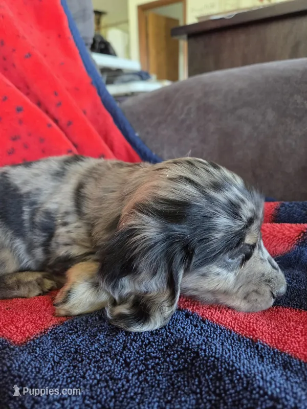Diesel – Miniature Dachshund puppy for sale in Arthur, IL