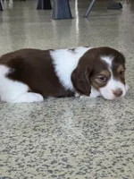 Isla, a female Miniature Dachshund for sale in Arthur, IL – 2 of 2