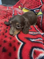 Marley , a female Miniature Dachshund for sale in Arthur, IL – Photo 2 of 3