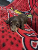Marley , a female Miniature Dachshund for sale in Arthur, IL – Photo 1 of 3