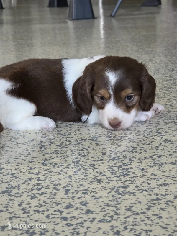 Isla – Miniature Dachshund puppy for sale in Arthur, IL
