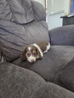 Isla, a female Miniature Dachshund for sale in Arthur, IL – 4 of 4