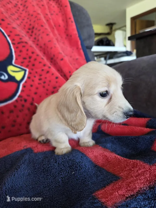 Alannah – Miniature Dachshund puppy for sale in Arthur, IL