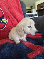 Alannah, a female Miniature Dachshund for sale in Arthur, IL – Photo 1 of 4