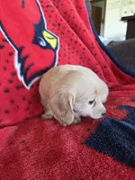 Alannah, a female Miniature Dachshund for sale in Arthur, IL – Photo 2 of 4