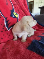 Alannah, a female Miniature Dachshund for sale in Arthur, IL – Photo 3 of 4