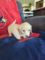 Alannah, a female Miniature Dachshund for sale in Arthur, IL – Photo 4 of 4