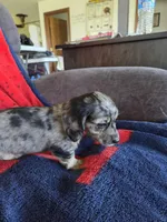 Lucy, a female Miniature Dachshund for sale in Arthur, IL – Photo 3 of 4