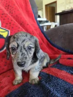 Lucy, a female Miniature Dachshund for sale in Arthur, IL – Photo 2 of 4