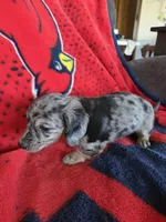 Lucy, a female Miniature Dachshund for sale in Arthur, IL – Photo 4 of 4