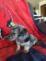 Lucy, a female Miniature Dachshund for sale in Arthur, IL – Photo 1 of 4