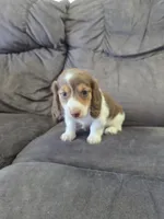 Isla, a female Miniature Dachshund for sale in Arthur, IL – 2 of 4