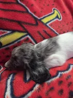 Harleigh, a female Miniature Dachshund for sale in Arthur, IL – Photo 2 of 4