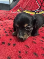 Chloe , a female Miniature Dachshund for sale in Arthur, IL – Photo 4 of 4