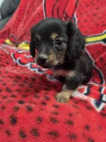 Chloe , a female Miniature Dachshund for sale in Arthur, IL – Photo 1 of 4