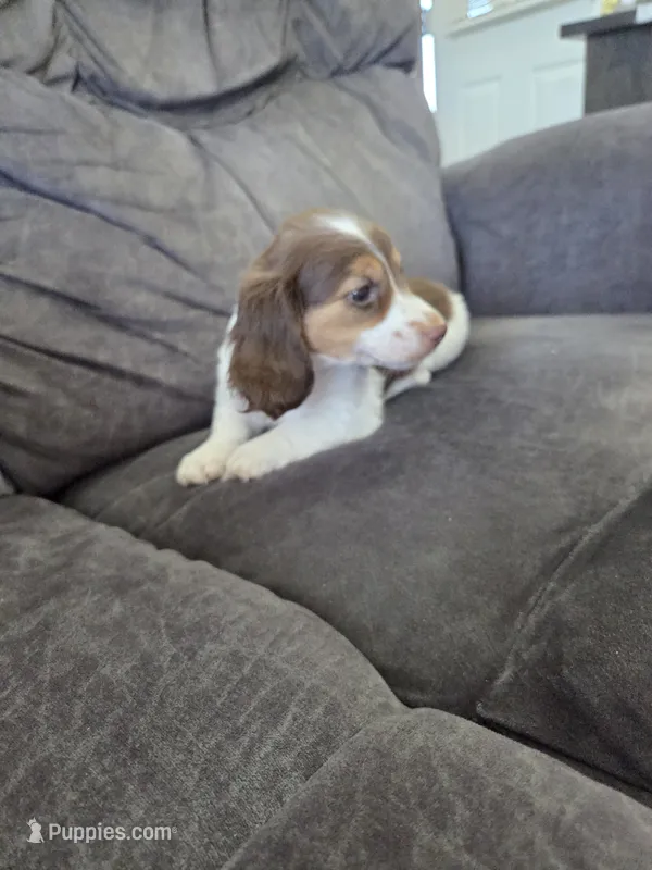 Isla – Miniature Dachshund puppy for sale in Arthur, IL