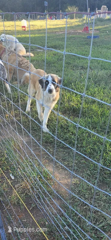 Count – Australian Shepherd, Great Pyrenees puppy for sale in Old Fort, TN