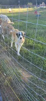 Count, a male Australian Shepherd and Great Pyrenees for sale in Old Fort, TN – 1 of 1